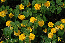 Evita Yellow Lantana (Lantana 'Evita Yellow') at Lakeshore Garden Centres