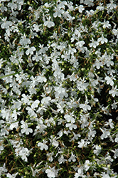 Bella Bianca Lobelia (Lobelia erinus 'Bella Bianca') at Lakeshore Garden Centres