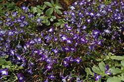 Bella Donna Lobelia (Lobelia erinus 'Bella Donna') at Lakeshore Garden Centres