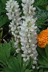 Mini Gallery White Lupine (Lupinus 'Mini Gallery White') at Golden Acre Home & Garden