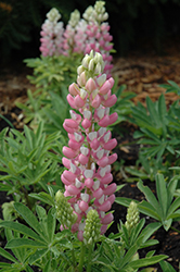Mini Gallery Rose Bicolor Lupine (Lupinus 'Mini Gallery Rose Bicolor') at Lakeshore Garden Centres