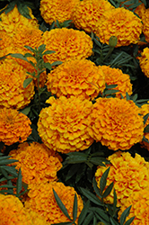 Taishan Orange Marigold (Tagetes erecta 'Taishan Orange') at Lakeshore Garden Centres