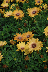 Zion Magic Orange African Daisy (Osteospermum 'Zion Magic Orange') at Lakeshore Garden Centres