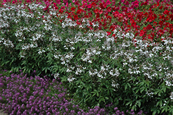 Senorita Blanca Spiderflower (Cleome 'INCLESBIMP') at Lakeshore Garden Centres