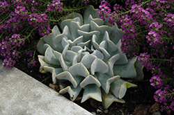 Topsy Turvy Echeveria (Echeveria runyonii 'Topsy Turvy') at Lakeshore Garden Centres