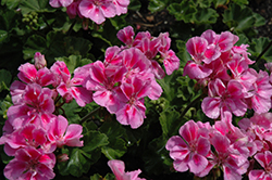 Savannah Lavender Splash Geranium (Pelargonium 'Savannah Lavender Splash') at Lakeshore Garden Centres