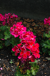 Savannah Merlot Sizzle Geranium (Pelargonium 'Savannah Merlot Sizzle') at Lakeshore Garden Centres
