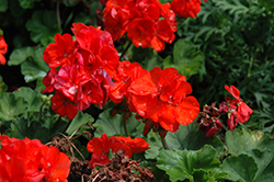 Savannah Oh So Orange Geranium (Pelargonium 'Savannah Oh So Orange') at Lakeshore Garden Centres