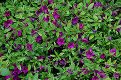 Superbells Garden Rose Calibrachoa (Calibrachoa 'Superbells Garden Rose') at Lakeshore Garden Centres