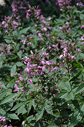 Senorita Mi Amor Spiderflower (Cleome 'INCLESRCAR') at Lakeshore Garden Centres