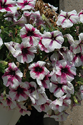 Peppy Plum Petunia (Petunia 'Peppy Plum') at Lakeshore Garden Centres