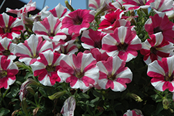 Peppy Cerise Petunia (Petunia 'Peppy Cerise') at Lakeshore Garden Centres