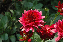 XXL Taxco Red Dahlia (Dahlia 'XXL Taxco Red') at Lakeshore Garden Centres