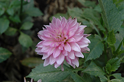 XXL Aztec Chiapas Purple Dahlia (Dahlia 'XXL Chiapas Purple') at Lakeshore Garden Centres