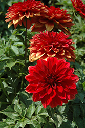 Dahlinova Hypnotica Red Dahlia (Dahlia 'Hypnotica Red') at Lakeshore Garden Centres