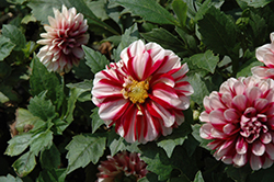 Dalaya Dark Red and White Dahlia (Dahlia 'Papagaya') at Lakeshore Garden Centres