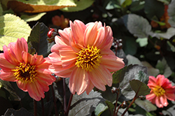 Dahlightful Georgia Peach Dahlia (Dahlia 'G13518') at Lakeshore Garden Centres