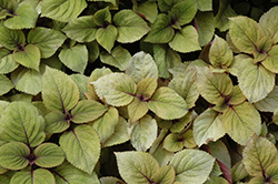 Premium Sun Flip Side Coleus (Solenostemon scutellarioides 'Flip Side') at Lakeshore Garden Centres