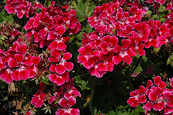 Sarita Neon Sizzle Geranium (Pelargonium 'Sarita Neon Sizzle') at Lakeshore Garden Centres