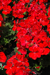 Sarita Fire Geranium (Pelargonium 'Sarita Fire') at Lakeshore Garden Centres