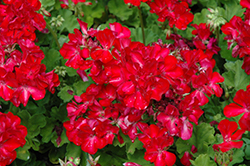 Big EEZE Red Geranium (Pelargonium 'Big EEZE Red') at Lakeshore Garden Centres