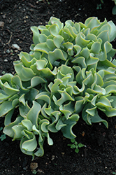 Jitters Jade Plant (Crassula ovata 'Jitters') at Lakeshore Garden Centres