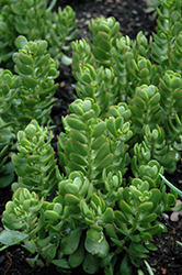 Red Carpet Stonecrop (Crassula pubescens ssp. radicans) at Lakeshore Garden Centres