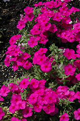 Phloxy Lady Purple Annual Phlox (Phlox 'Phloxy Lady Purple') at Lakeshore Garden Centres