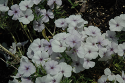 Phloxy Lady Denim Blue Annual Phlox (Phlox 'Phloxy Lady Denim Blue') at Lakeshore Garden Centres