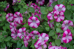 Supertunia Rose Blast Charm Petunia (Petunia 'Supertunia Rose Blast Charm') at Lakeshore Garden Centres