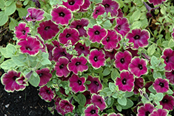 Supertunia Picasso in Burgundy Petunia (Petunia 'Supertunia Picasso in Burgundy') at Lakeshore Garden Centres