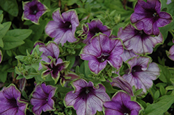 Supertunia Picasso In Blue Petunia (Petunia 'Supertunia Picasso In Blue') at Lakeshore Garden Centres