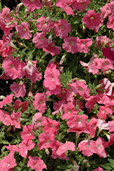 Success! Salmon Petunia (Petunia 'Success! Salmon') at Lakeshore Garden Centres