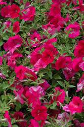 Success! Rose Petunia (Petunia 'Success! Rose') at Lakeshore Garden Centres