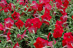 Success! Red Petunia (Petunia 'Success! Red') at Lakeshore Garden Centres