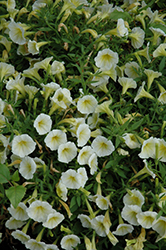 Shock Wave Yellow Petunia (Petunia 'Shock Wave Yellow') at Lakeshore Garden Centres