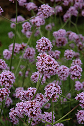Meteor Shower Verbena (Verbena bonariensis 'Meteor Shower') at Lakeshore Garden Centres