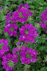 Aztec Magic Purple Verbena (Verbena 'Aztec Magic Purple') at Lakeshore Garden Centres