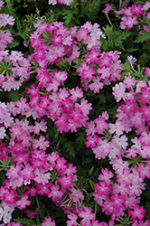 Aztec Magic Orchid Verbena (Verbena 'Aztec Magic Orchid') at Lakeshore Garden Centres