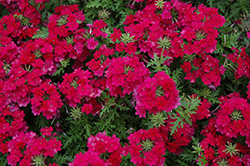 Aztec Magic Magenta Verbena (Verbena 'Aztec Magic Magenta') at Lakeshore Garden Centres