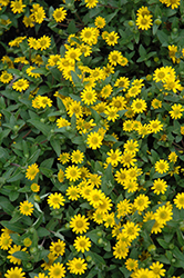 Sunvy Trailing Creeping Zinnia (Sanvitalia procumbens 'Sunvy Trailing') at Lakeshore Garden Centres