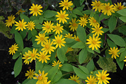 Showstar Melampodium (Melampodium paludosum 'Showstar') at Lakeshore Garden Centres