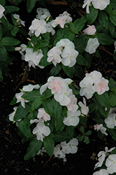 Solar Appleblossom Vinca (Catharanthus roseus 'Solar Appleblossom') at Lakeshore Garden Centres