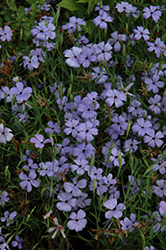 Blue Angel Viscaria (Viscaria oculata 'Blue Angel') at Lakeshore Garden Centres