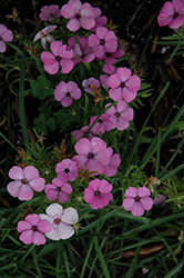 Violet Blue Viscaria (Viscaria oculata 'Violet Blue') at Lakeshore Garden Centres