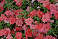 African Sunset Petunia (Petunia 'African Sunset') at Lakeshore Garden Centres
