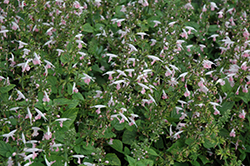 Summer Jewel Pink Sage (Salvia 'Summer Jewel Pink') at Lakeshore Garden Centres
