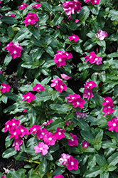Cora Purple Eye Vinca (Catharanthus roseus 'Cora Purple Eye') at Lakeshore Garden Centres