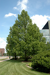 Dawn Redwood (Metasequoia glyptostroboides) at Lakeshore Garden Centres