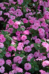 Lollipop Bubblegum Pink Impatiens (Impatiens 'Lollipop Bubblegum Pink') at Lakeshore Garden Centres
